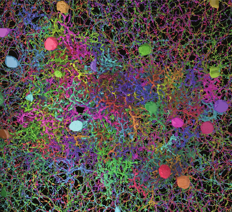 Illustration for article titled El primer mapa de la retina revela cómo percibe el ojo el movimiento
